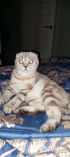 Ищу кота для вязки