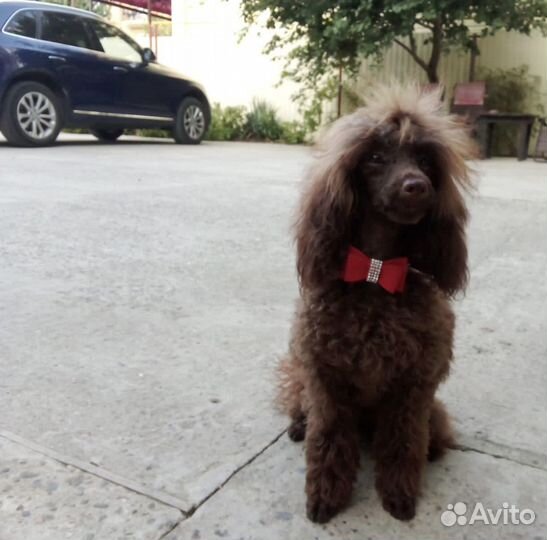 Той пудель мальчик