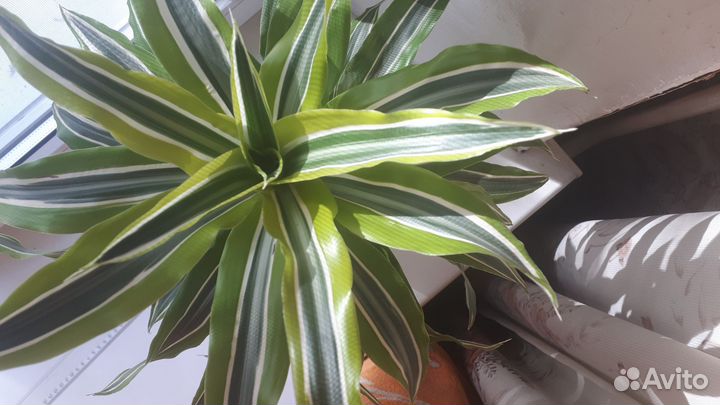 Драцена вариегатная