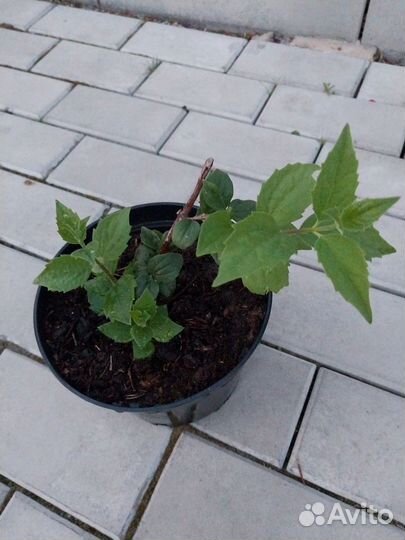 Жасмин садовый