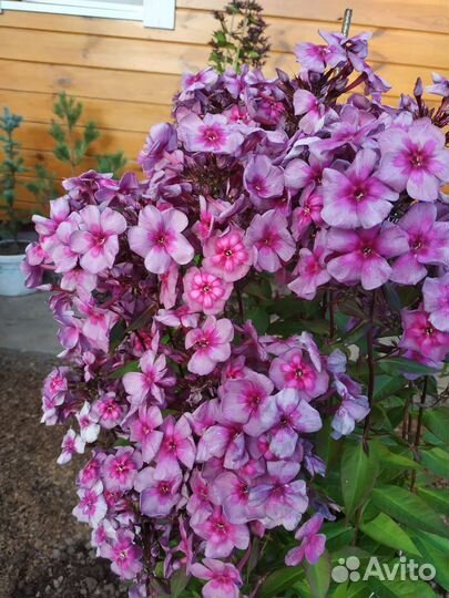 Флоксы многолетние