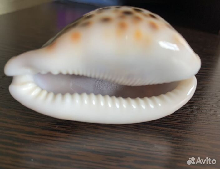 Морские ракушки раковины