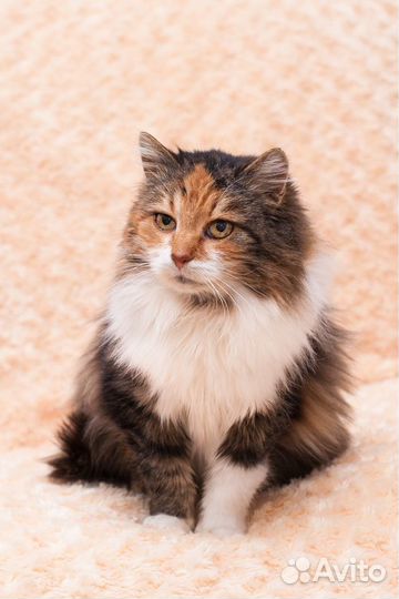 Милая Тыква ищет дом