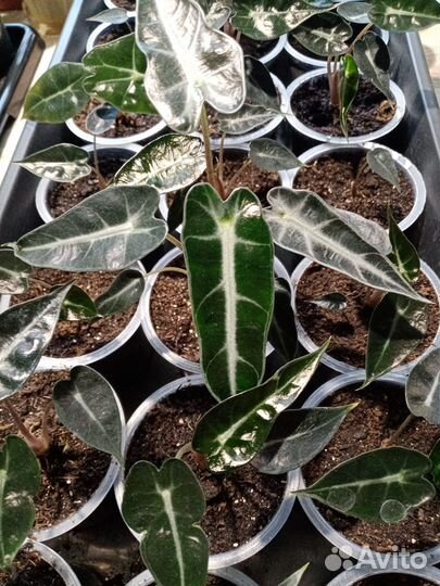 Алоказия, пеперомии и другие