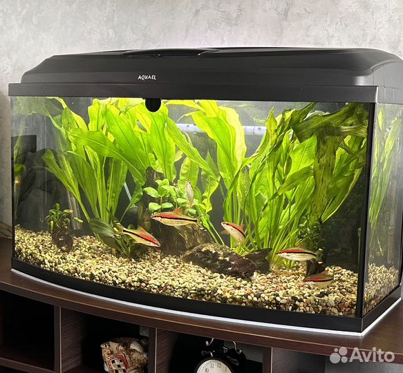 Аквариум с рыбками
