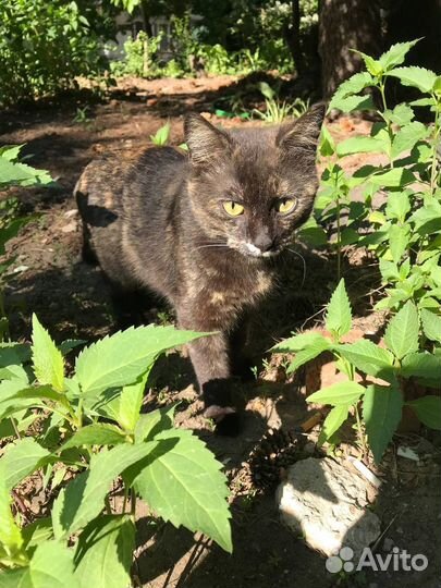 Красивая кошечка