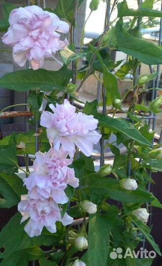 Калистегия махровая