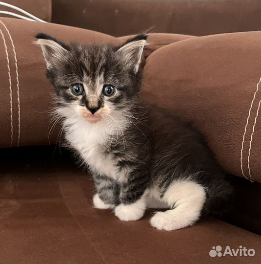 Котята мейн-кун