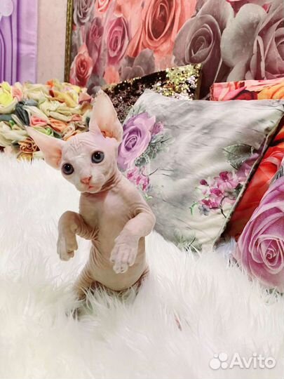 Канадский сфинкс