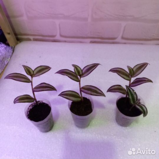 Продам традесканцию зебрину