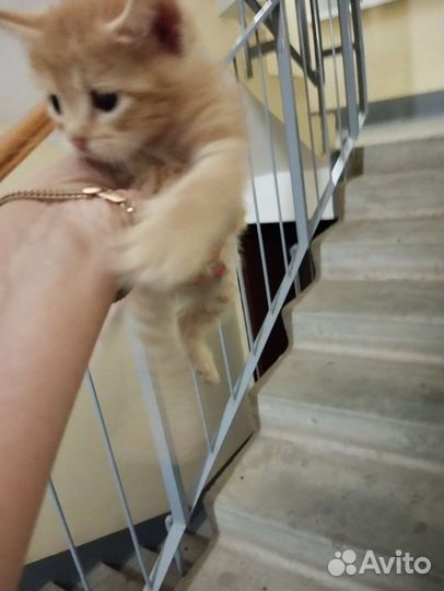 Кошка в дар бесплатно