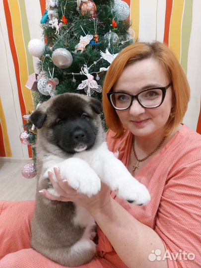 Щенок кобель американской акиты