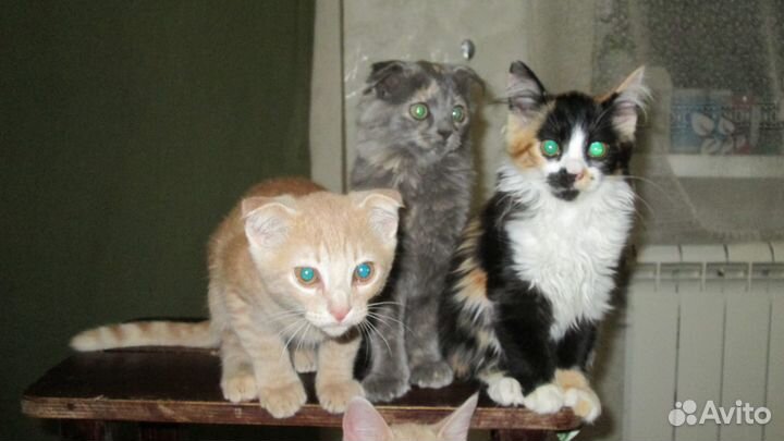 Котята отдам даром