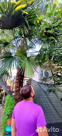 Пляжный отдых. Жильё. Сочи 2024г