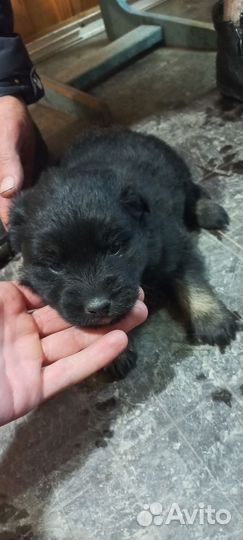 Помесь хаски