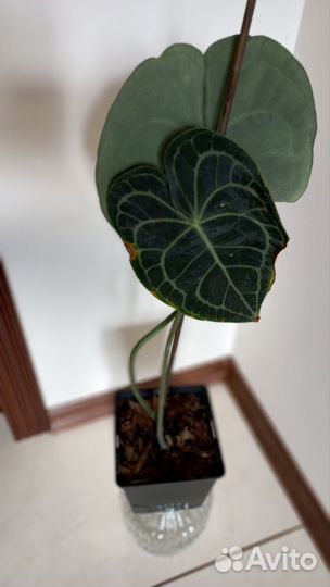 Антуриум Кларинервиум