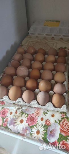 Домашние куриные яйца