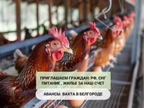 Разнорабочий (ая) птицефабрика вахта Белгород