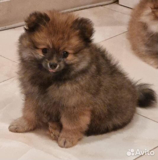 Щенки шпица