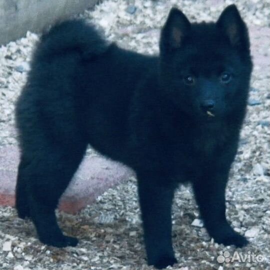 Схипперке в начале июня