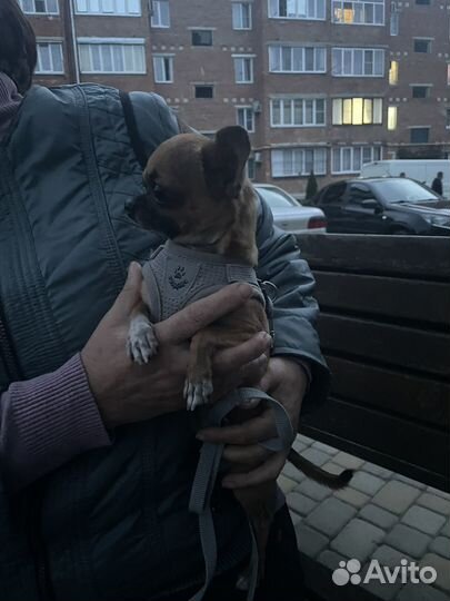 Вязка кобель чихуахуа мини