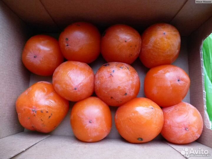 Хурма саженцы почтой из Крыма