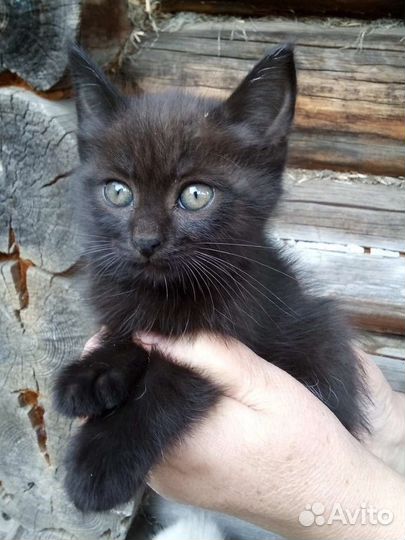 Котята мальчик и девочка бесплатно