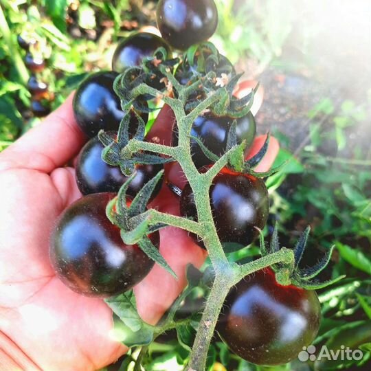 Семена сортовых томатов