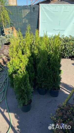 Туя смарагд 90-100см