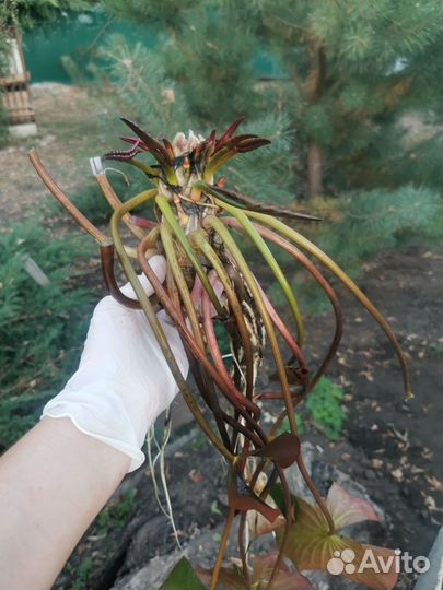 Продаю корни кувшинок (розовые)