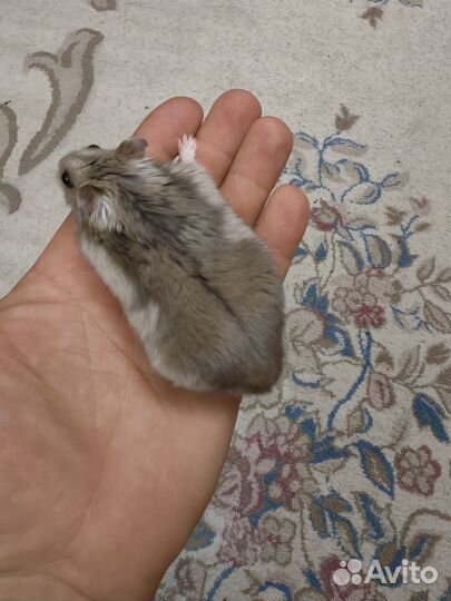 Джунгарский хомяк мальчик