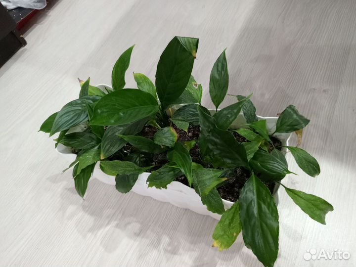 Спатифиллюм