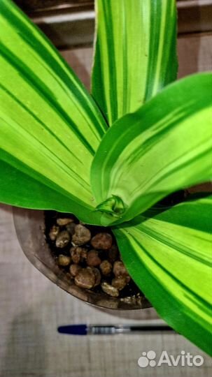 Цветы комнатные