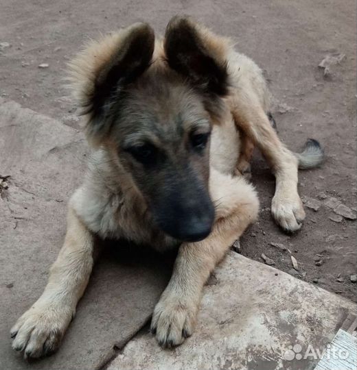 Щенок в добрые руки