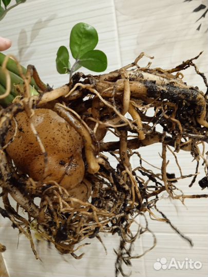 Замиокулькас Долларовое дерево