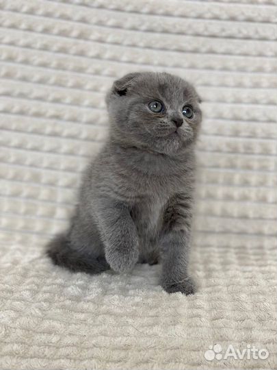 Вислоухий плюшевый котик
