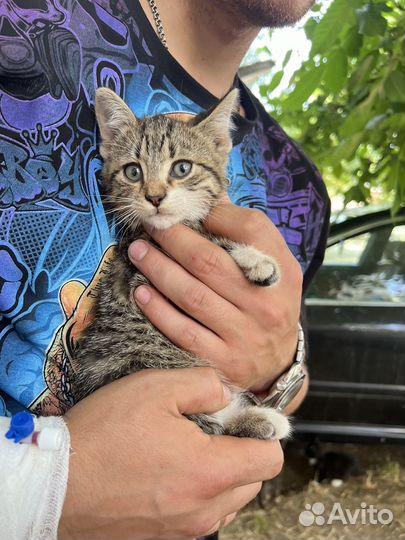 Котята в добрые руки мальчики