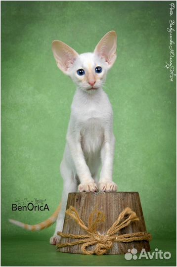 Ориентальные котята