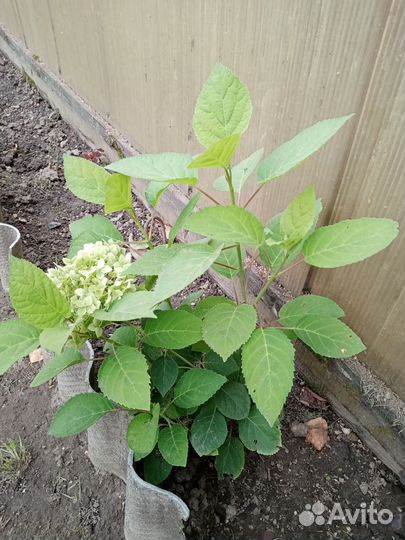 Гортензия древовидная