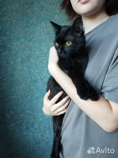 Отдам котика