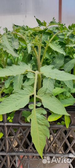Рассада томатов
