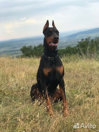 Доберман вязка
