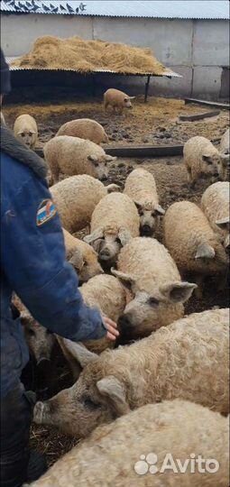 Мангалица племенные свинки и хряки