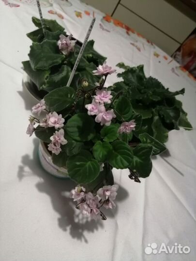 Сенполия спящая красавица