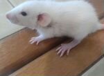 Крысята дамбо-рекс