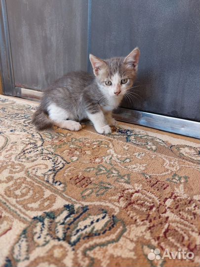 Кошка