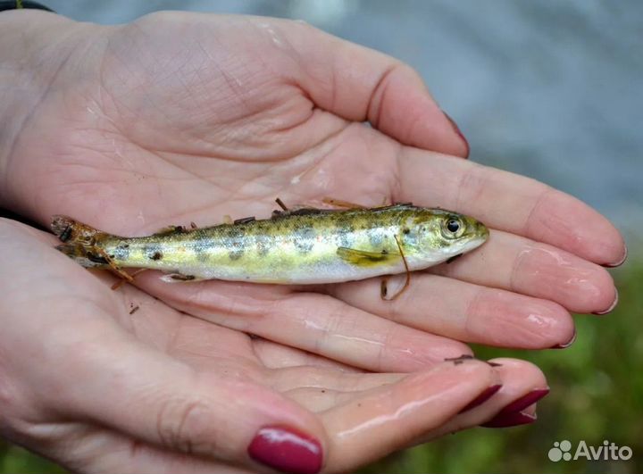 Рыбопосадочный материал(Форель)