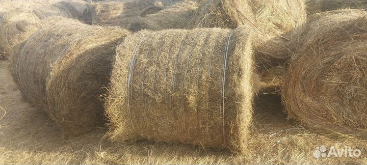 Продам сено в рулонах