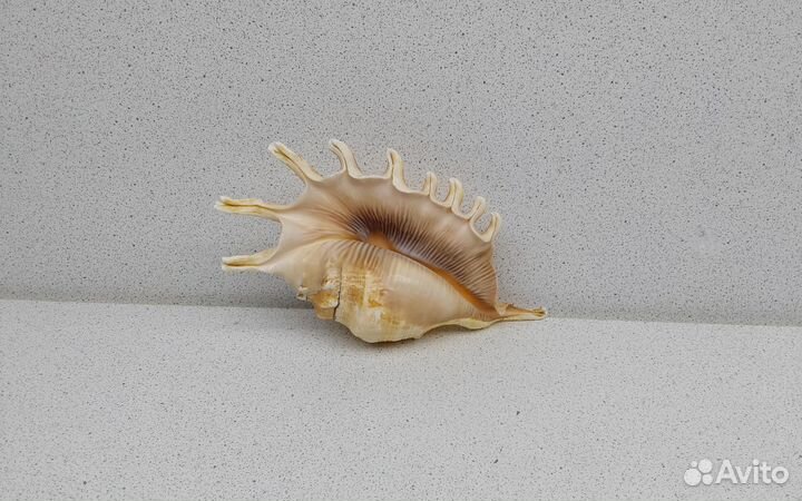 Мелипеда 13,30 морская ракушка раковина