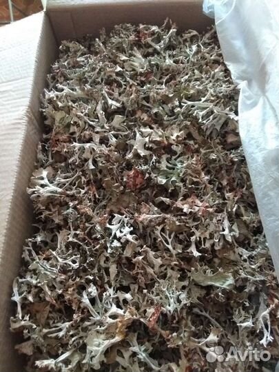 Исландский мох (цетрария)